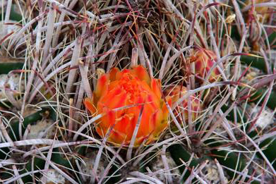 image of thorny plant