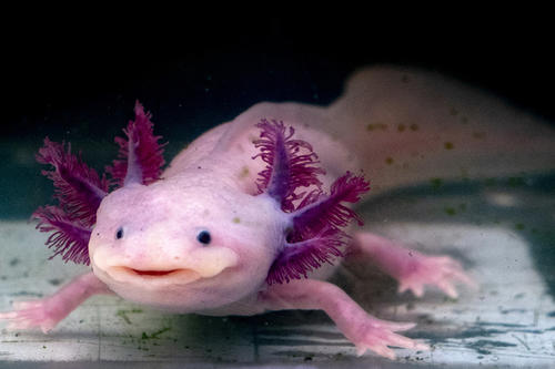pink and purple axolotl