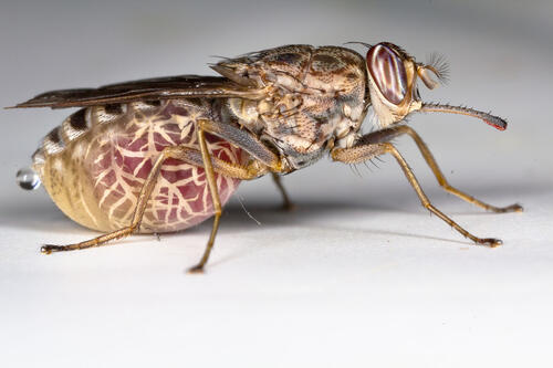 photo of tsetse fly