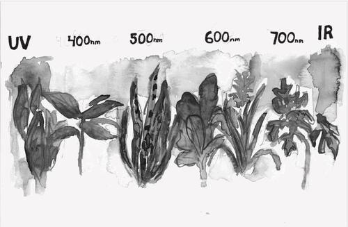 black and white ink drawing of plants