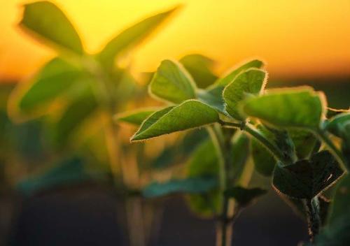 Plants with yellow sun background