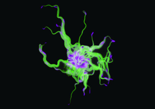 entangled cells of the lyme disease spirochete Borrelia burgdorferi.  image credit constantin takacs jacobs wagner lab