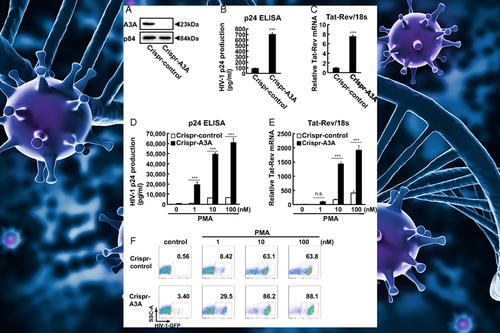 apobec3a regulates spontaneous hiv1 reactivation 