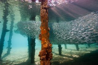 school of fish underwater by a dock