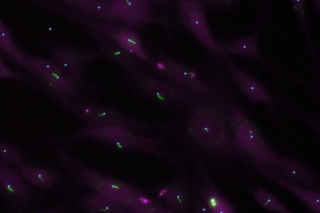 Breslow Lab Published