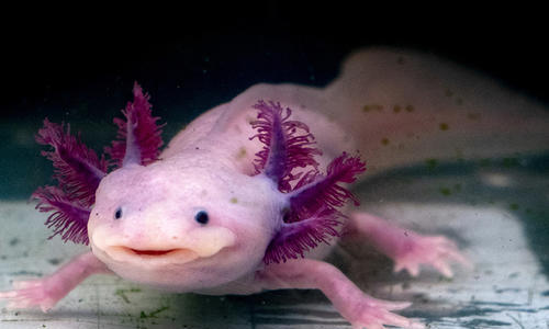 pink and purple axolotl