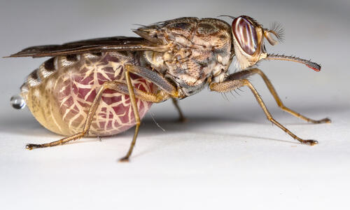 photo of tsetse fly