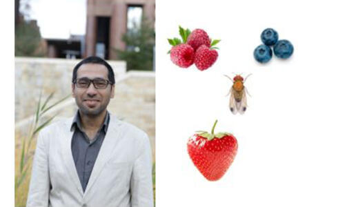 hany dwek photo with a photo of fruit and a fly next to it