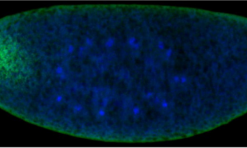 Image from Little et al., Plos Biol 2011. 