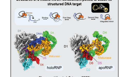 structures of a mobile inton retroelement poised to attack its structured dna target