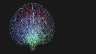 rendering of brain
